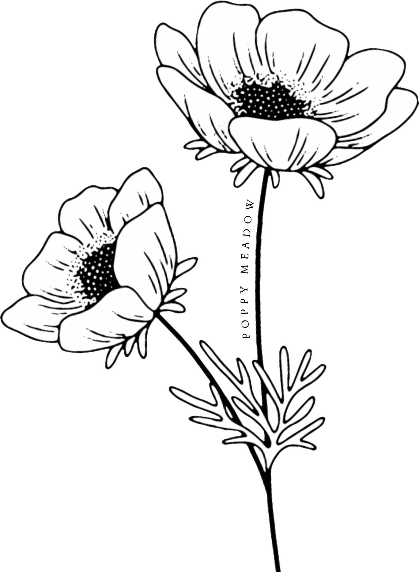 Poppy Meadow hand-drawn poppy illustration